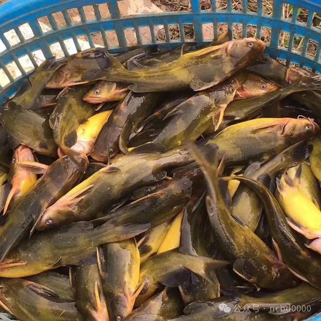 黃顙魚最新報價大全，專業(yè)指南與實時更新